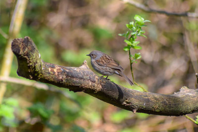 Close-up of bird perching on branch