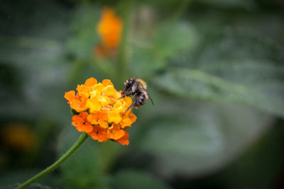 Close-up of bee pollinating on flower