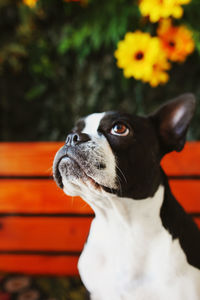 Boston terrier