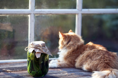 Cat sitting on window