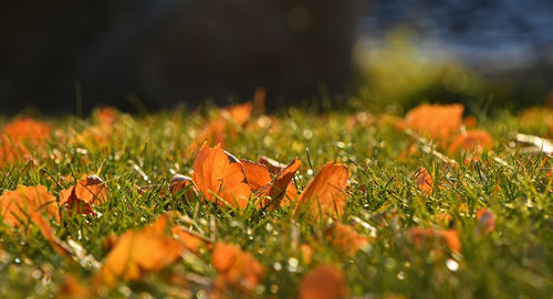 Close-up of leaves on field