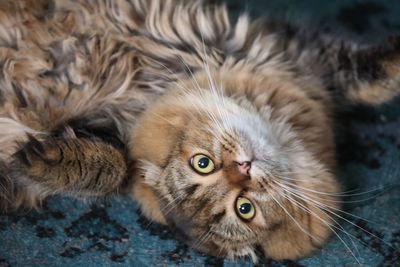 Close-up portrait of a cat