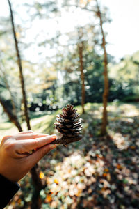 pine cones and