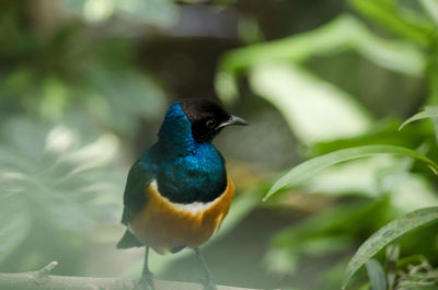 Close-up of bird perching on white background