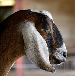 Close-up of horse