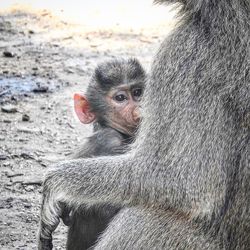 Close-up of monkey sitting