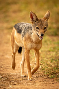 Black-backed jackal walking on land