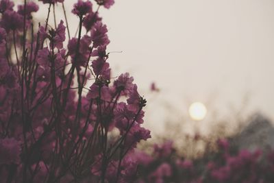 Close-up of purple flowers blooming against sky