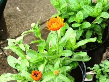 High angle view of flowers blooming outdoors