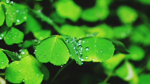 Close-up of raindrops on leaves