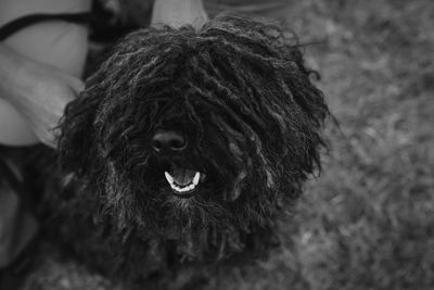 Close-up portrait of dog sitting outdoors