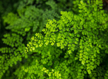 Close-up of green leaves