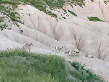 High angle view of sheep on land