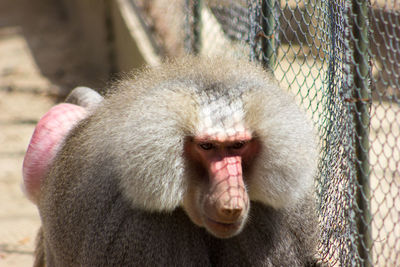 Close-up of monkey