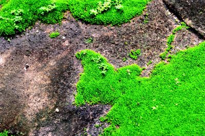 High angle view of lizard on plant