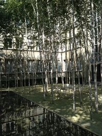 Reflection of trees in water