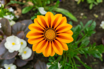 Close-up of orange gazania blooming outdoors