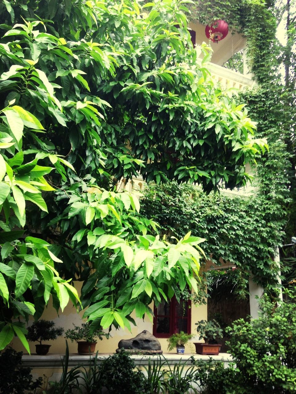 green color, growth, leaf, plant, tree, potted plant, lush foliage, growing, nature, green, built structure, ivy, building exterior, architecture, house, front or back yard, outdoors, day, no people, beauty in nature