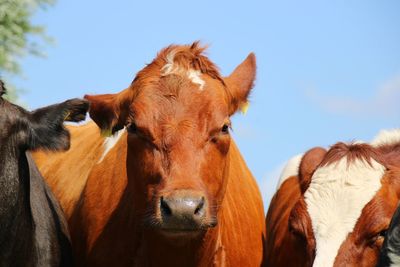 A single brown cow