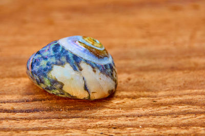 Close-up of shell on table