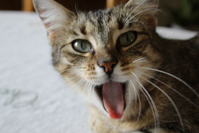 Close-up portrait of cat