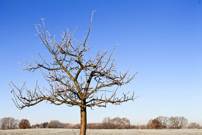 Bare tree against clear sky