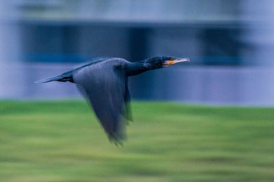 Close-up of bird