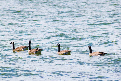 Canada geese swimming in lake