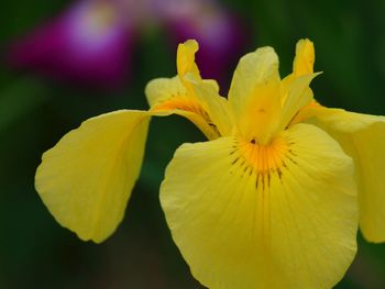 Close-up of yellow flower