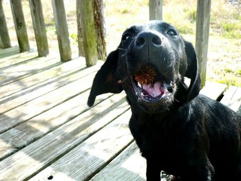 Close-up of dog