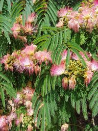 High angle view of pink flowering plants