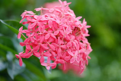 Close-up of pink flowering plant