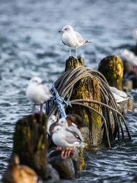 Seagulls perching on wooden posts at