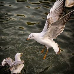 Bird flying over water