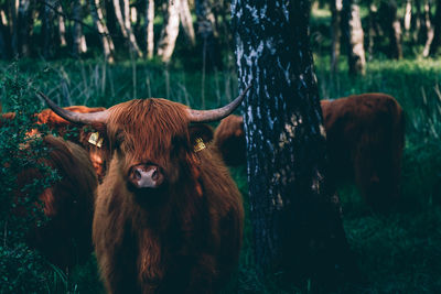 Cow standing on field