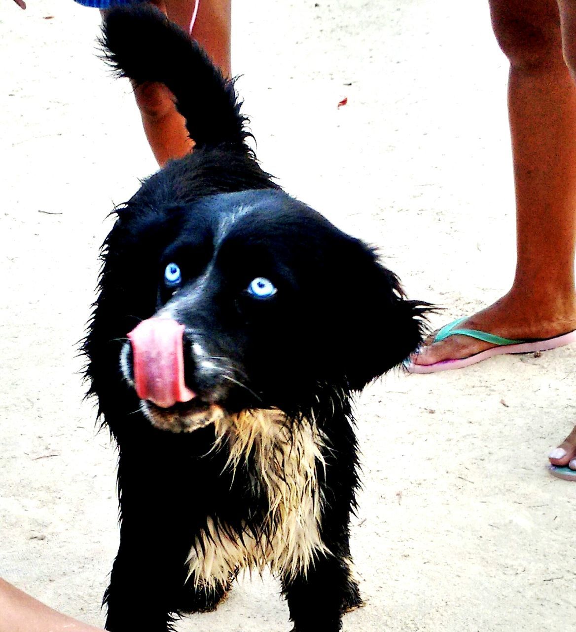 pets, domestic animals, animal themes, one animal, dog, mammal, low section, lifestyles, pet owner, person, part of, high angle view, standing, street, looking at camera, unrecognizable person