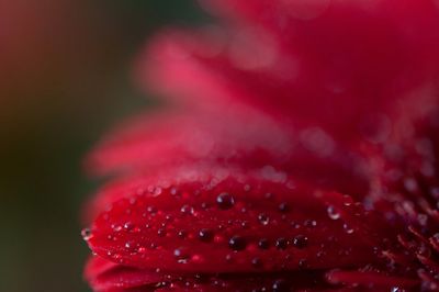 Close-up of water drops on red leaf