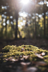 Close-up of moss on land