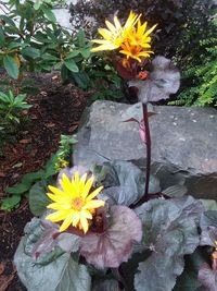 High angle view of yellow flower in pot