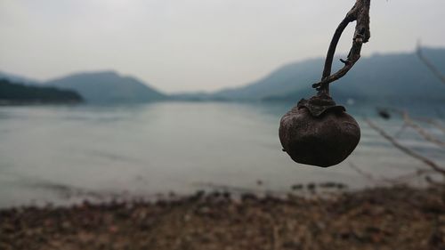 Close-up of plant growing in lake against sky