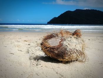 Close-up of driftwood on beach