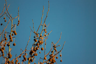 Low angle view of flower tree against clear blue sky