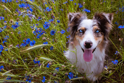 Portrait of dog on field