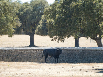 Horse standing on field