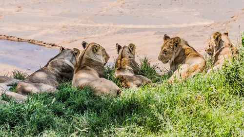 A group of lions over looking mara river