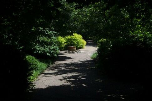 VIEW OF FOOTPATH IN FOREST