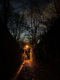 Illuminated road amidst trees at night