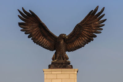 Low angle view of bird flying against clear sky