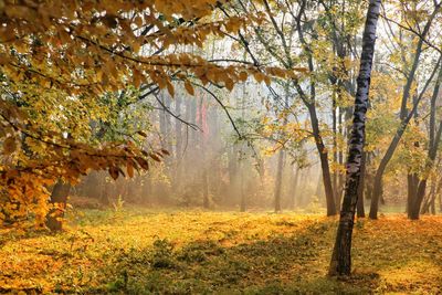 Trees in forest during autumn