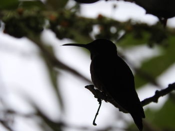 Close-up of bird perching on tree